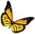 Schmetterling, Startseite
